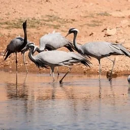 Phalodi