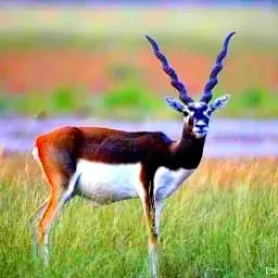 /Tal Chhapar Sanctuary